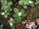 Chickweed wintergreen