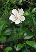 Grass-of-Parnassus