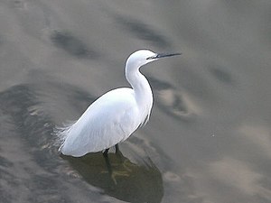 Little egret (Egretta garzetta) in Winter