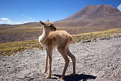 Vicuña fawn in the Atacama Desert (2014)