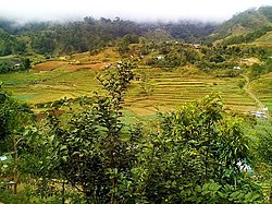 Rice terraces