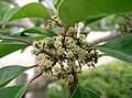 Ilex rotunda