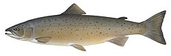 Atlantic salmon, Salmo salar