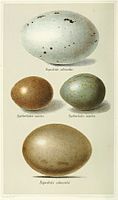 Eggs of the species in comparison to the smaller ones of the lesser florican