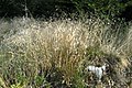 Wood fescue (Festuca altissima)