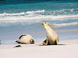 Two Australian sea lions on a beach