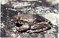 Image 39This frog changes its skin colour to control its temperature. (from Animal coloration)