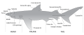 Image 11The major features of sharks (from Shark anatomy)