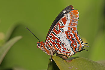 White-barred Emperor butterfly