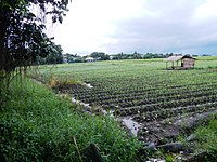 Rice field at Pangil