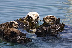 Four California Sea Otters in the Pacific Ocean