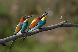 Pair of Merops apiaster feeding