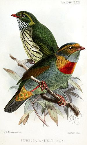 Red-banded fruiteater