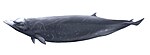 Hubbs' beaked whale (illustration)