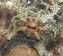 Octopus (Octopus vulgaris) eye