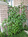 Climbing morning glory vine (Ipomoea purpurea)