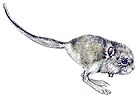 Cardiocranius paradoxus