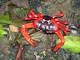 Christmas Island red crab