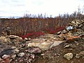 Follow the path at Lake Laurentian Conservation Area