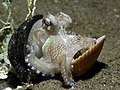 Image 11 Coconut octopus Photo: Nick Hobgood The coconut octopus (Amphioctopus marginatus) is a medium-sized cephalopod found in tropical waters of the western Pacific Ocean. It commonly preys upon shrimp, crabs, and clams, and displays unusual behaviour, including bipedal walking and gathering and using coconut shells and seashells for shelter. More selected pictures