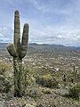 SaguaroBlackMountainTrailCaveCreekAZ