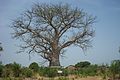 Baobab at the slave cemetery, Salaga. The white calico cloth indicates its spiritual significance.