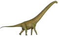 Rapetosaurus