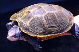 Diamondback terrapin