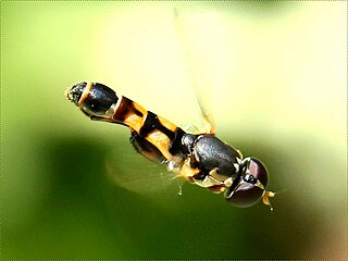 Thick-legged hoverfly