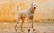 The_Rajapalayam_Breed