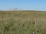 Green and yellow prairie grasses adorn a hill.