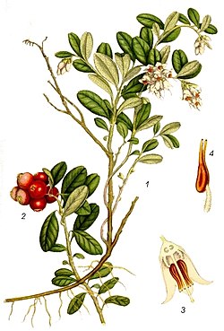 19th-century illustration