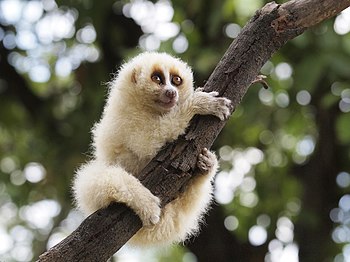 Javan slow loris