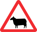 Sheep ahead