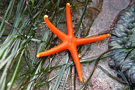 Henricia leviuscula