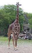 Masai giraffe