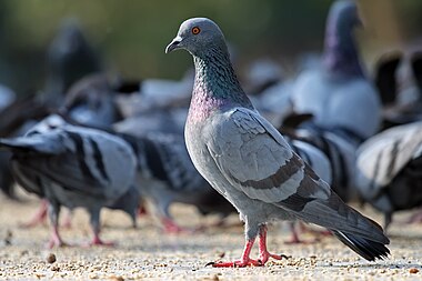 Feral pigeon