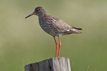 Common redshank