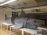 Papier-mâché shark