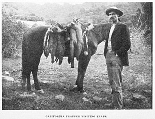 A black & white photograph of a man with his horse carrying many fur pelts.