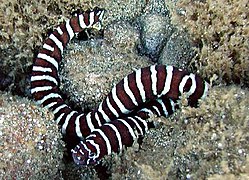 Gymnomuraena zebra