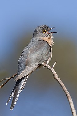 Fan-tailed Cuckoo