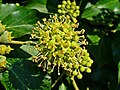 Hedera helix flowers