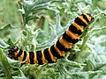 Image 31The black and yellow warning colours of the cinnabar moth caterpillar, Tyria jacobaeae, are avoided by some birds. (from Animal coloration)