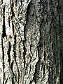 Bark of 15-year-old tree