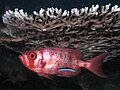 Image 1Cleaner wrasse signals its cleaning services to a big eye squirrelfish (from Animal coloration)