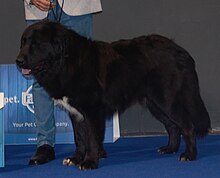 Romanian Raven Shepherd Dog