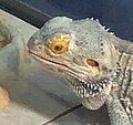 A male bearded dragon