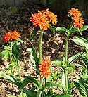 Maltese-cross