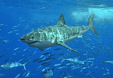 Photo of shark surrounded by school of other fish